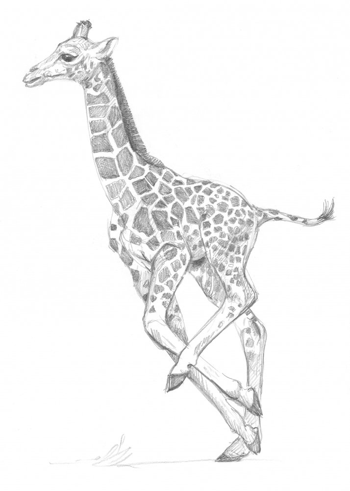 Giraffe von Isabelle Brent