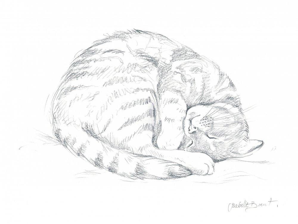 Schlafende Katze Zeichnung von Isabelle Brent