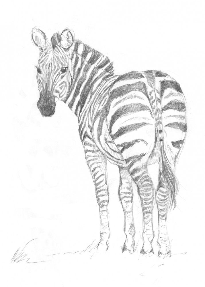 Zebra von Isabelle Brent