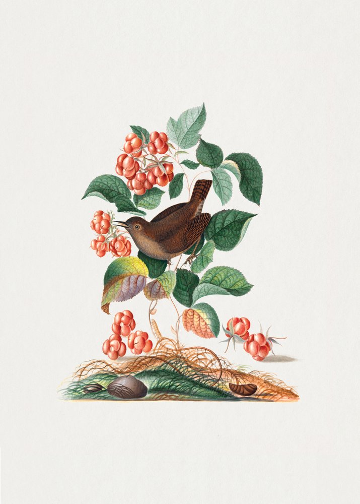 Zaunkönig von James Bolton