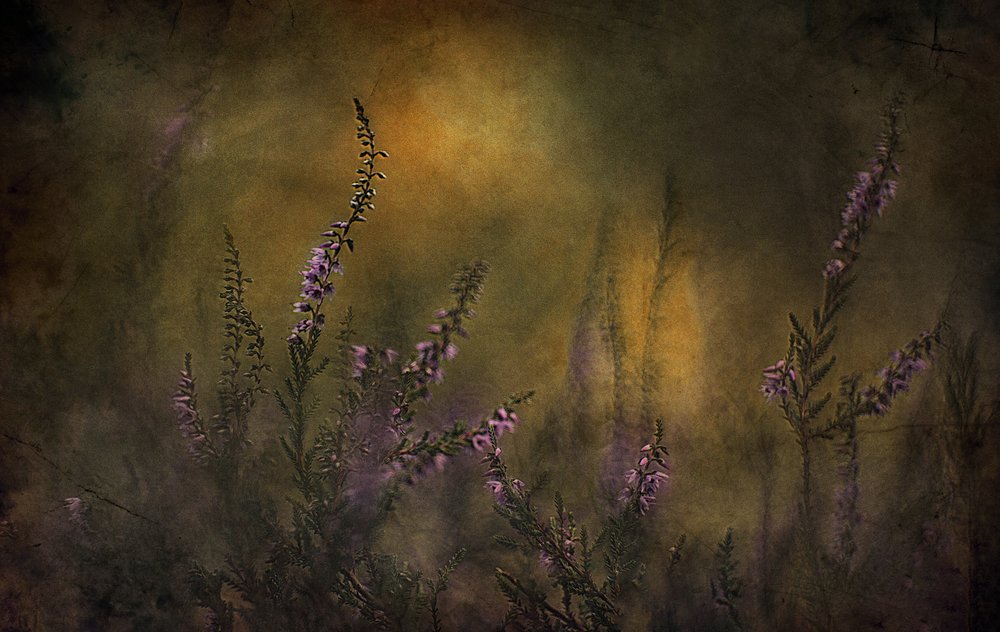 Träumerische lila Heide von Jan van der Linden
