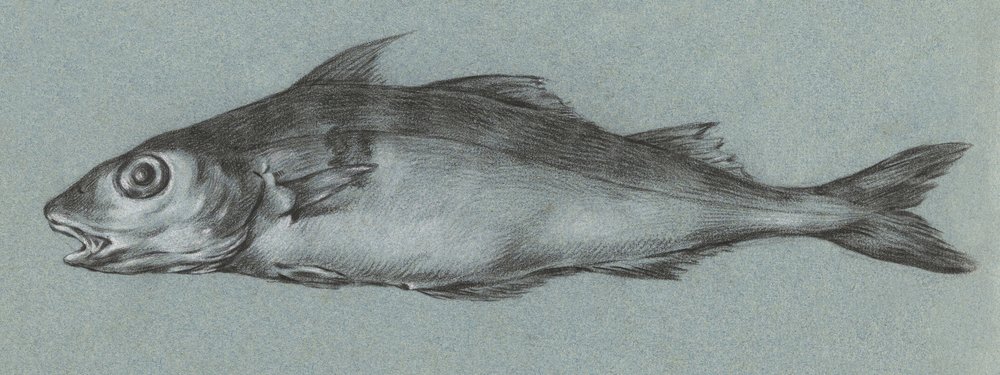 Grüner Fisch von Jean Bernard