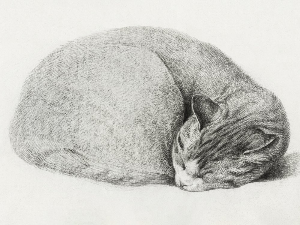 Zusammengerollte schlafende Katze von Jean Bernard