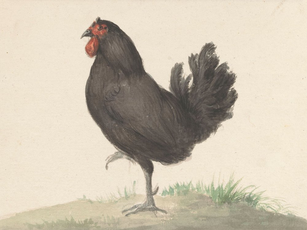 Stehendes schwarzes Huhn (1775–1833) von Jean Bernard
