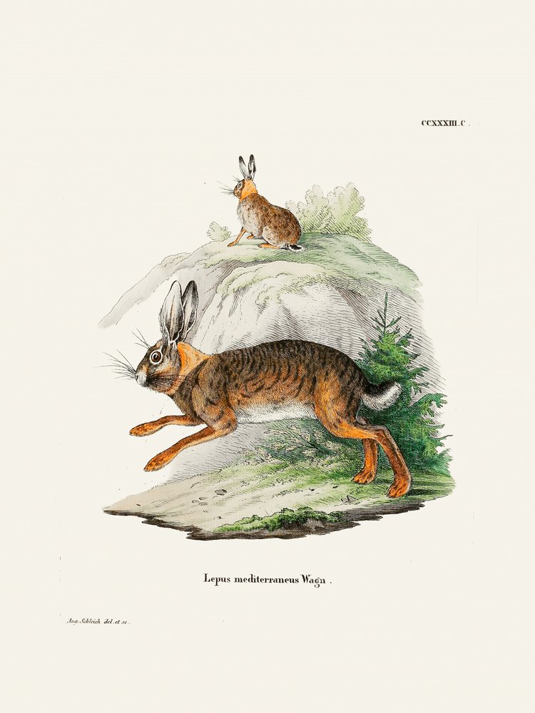 Kap-Hase von Johann Christian Daniel Von Schreber