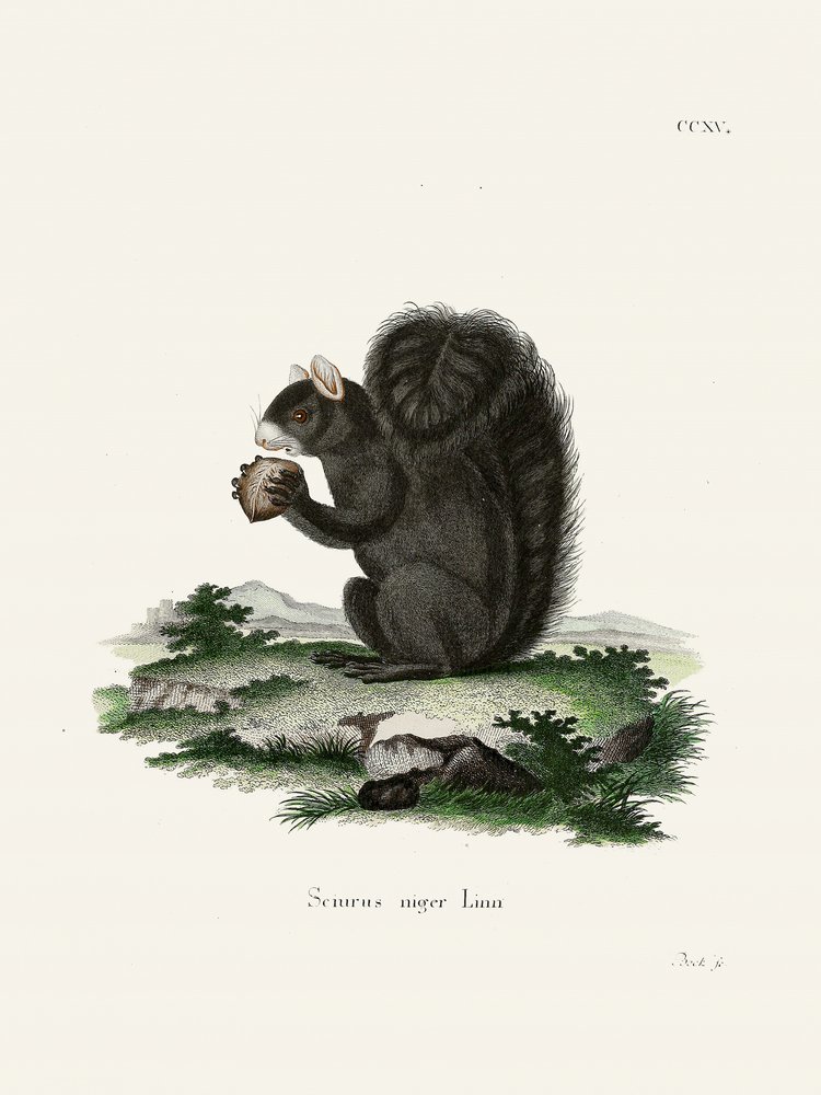 Fuchshörnchen von Johann Christian Daniel Von Schreber
