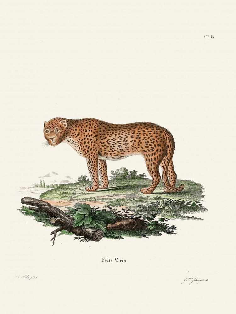 Panther von Johann Christian Daniel Von Schreber
