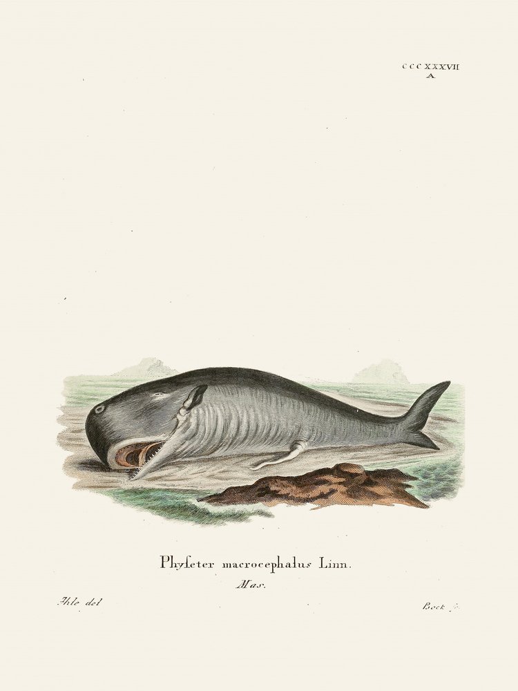 Pottwal von Johann Christian Daniel Von Schreber