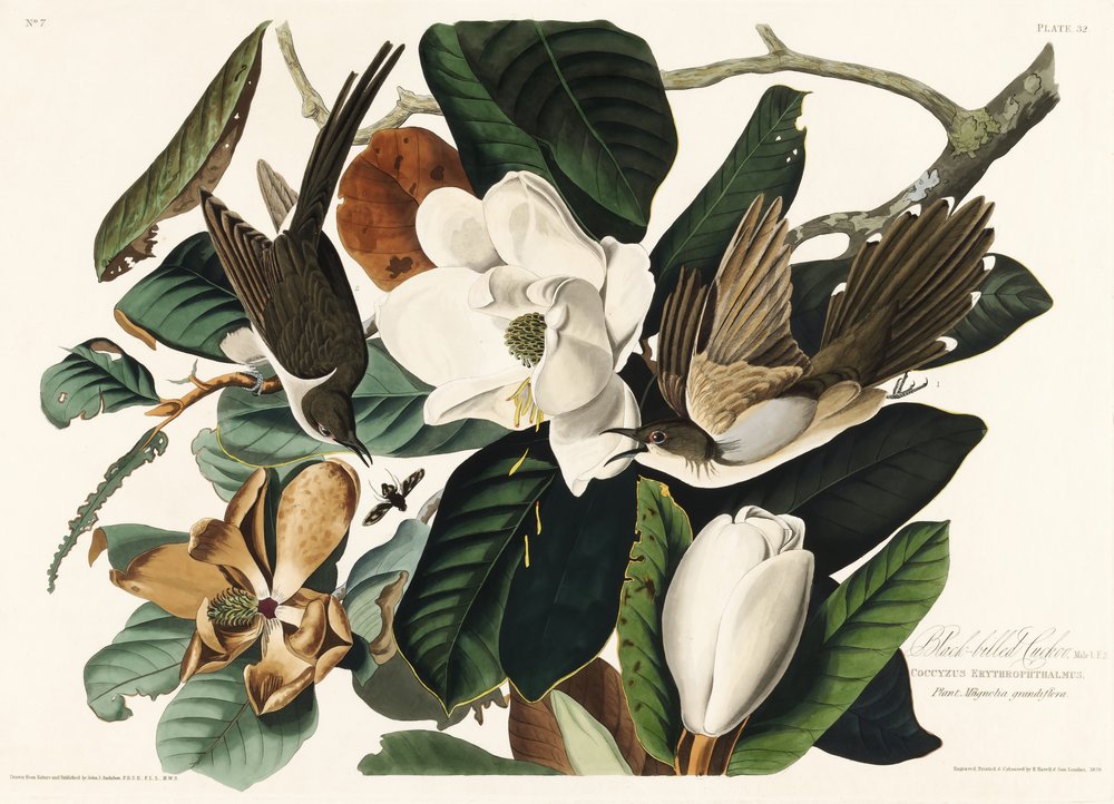 Schwarzschnabelkuckuck aus Birds of America (1827) von John James Audubon