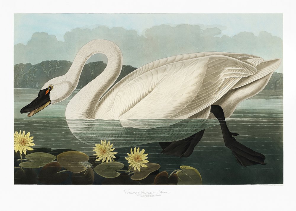 Amerikanischer Schwan aus Birds of America (1827) von John James Audubon