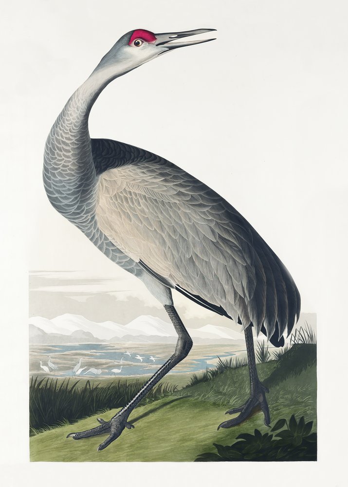 Kranich aus Birds of America (1827) von John James Audubon