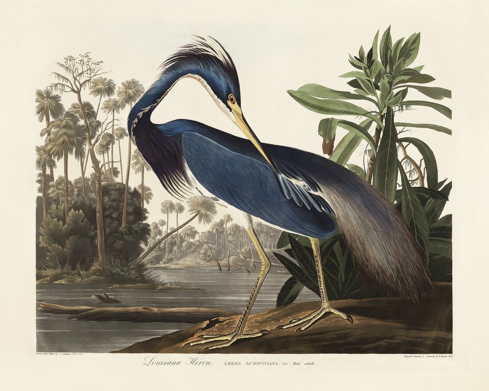 Louisiana-Reiher aus Birds of America (1827) von John James Audubon