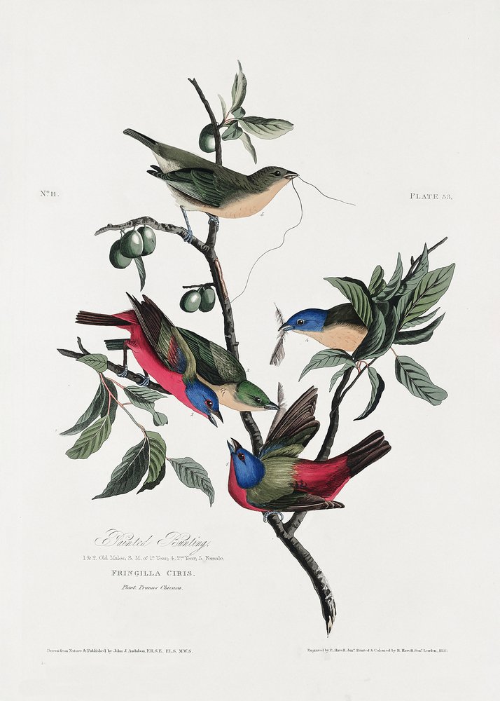 Gemalter Fink aus Birds of America (1827) von John James Audubon