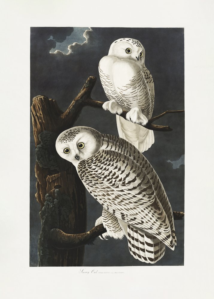 Schneeeule aus Birds of America (1827) von John James Audubon