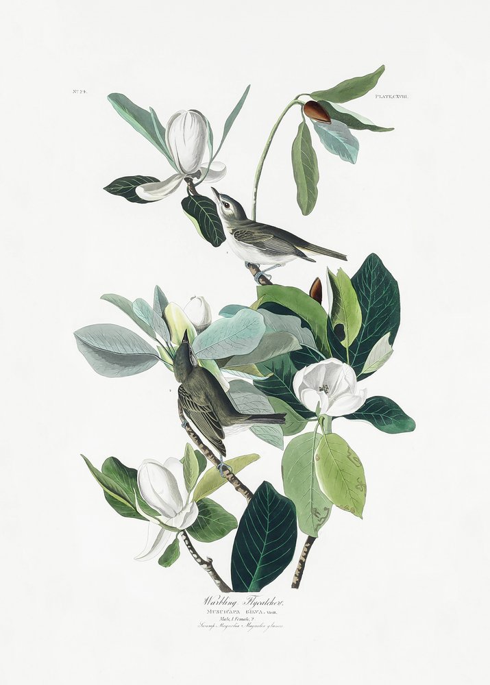 Singender Fliegenschnäpper aus Birds of America (1827) von John James Audubon