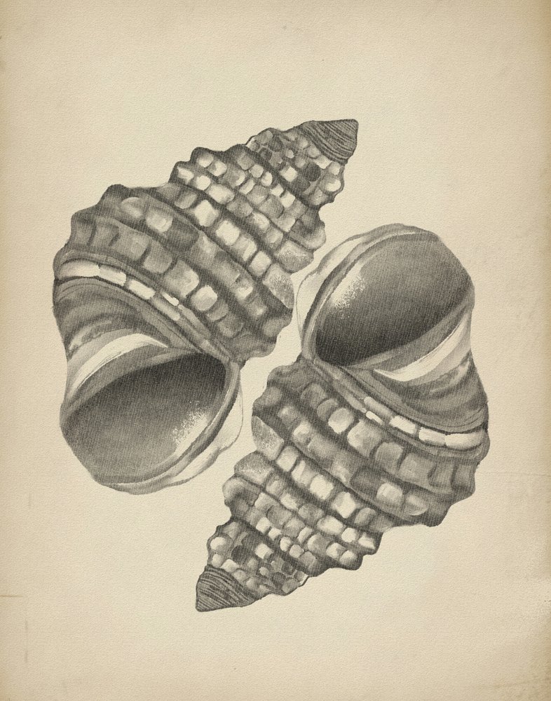 Detaillierte Spiralmuscheln von Josie George