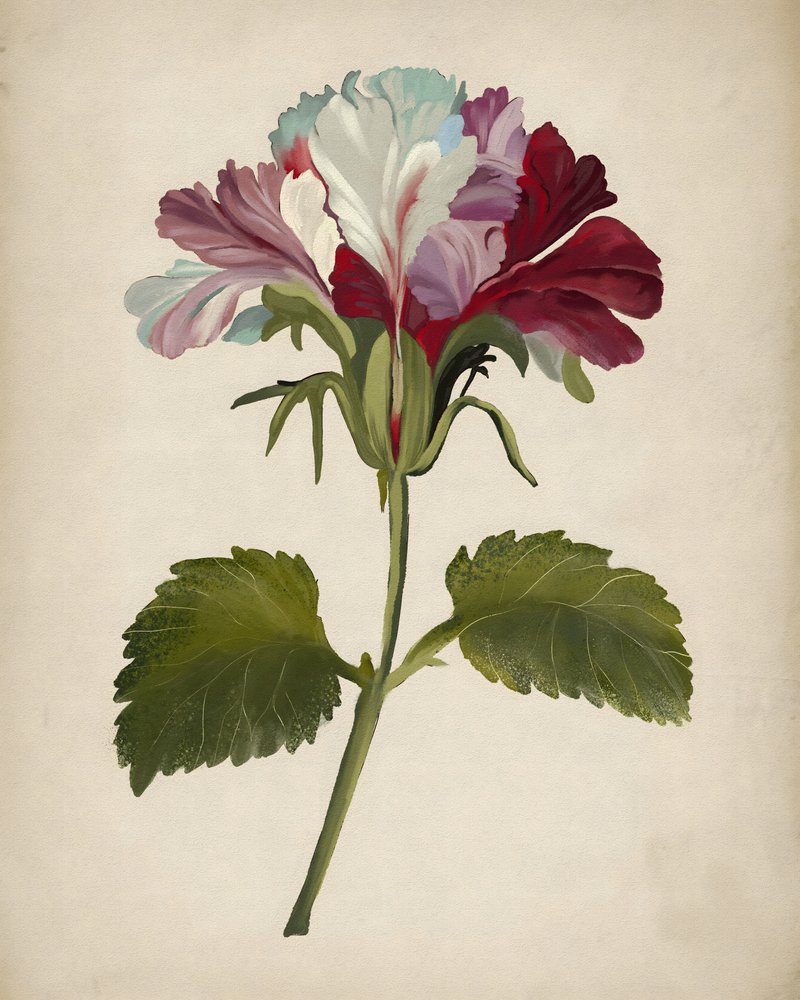 Lebendige Geranienblüte von Josie George