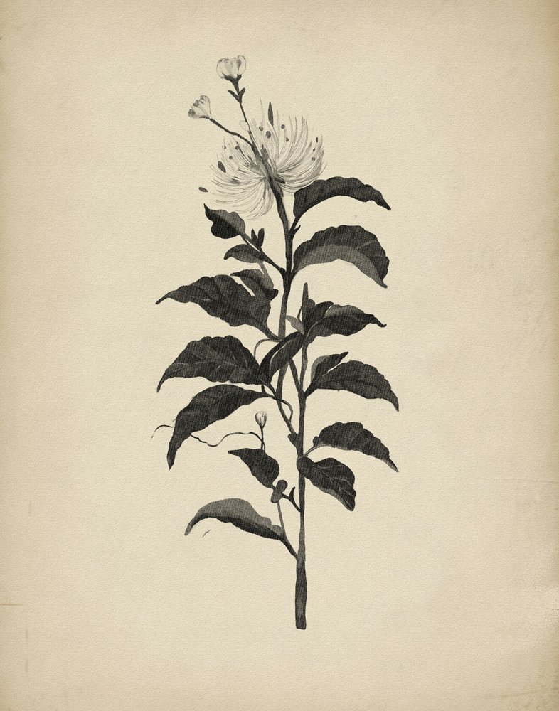 Vintage Botanische Illustration von Josie George