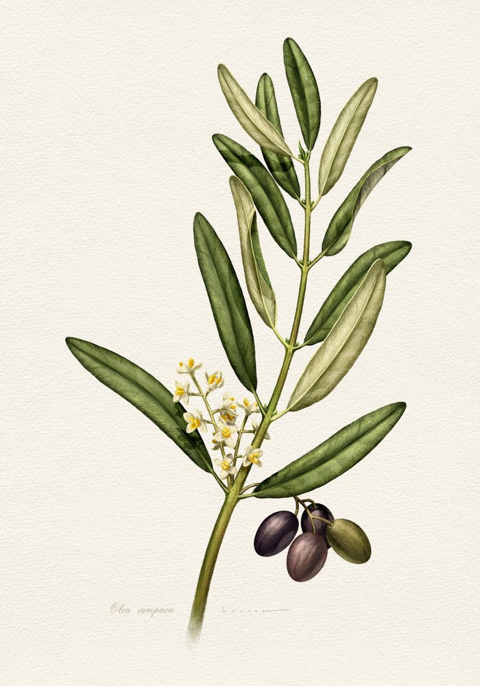 Olivenzweig mit Früchten von Juan Hernaz