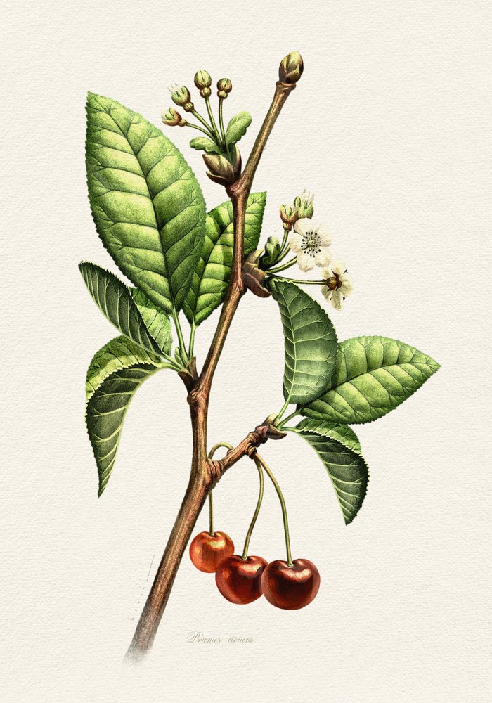 Süßkirsche Botanischer Zweig von Juan Hernaz