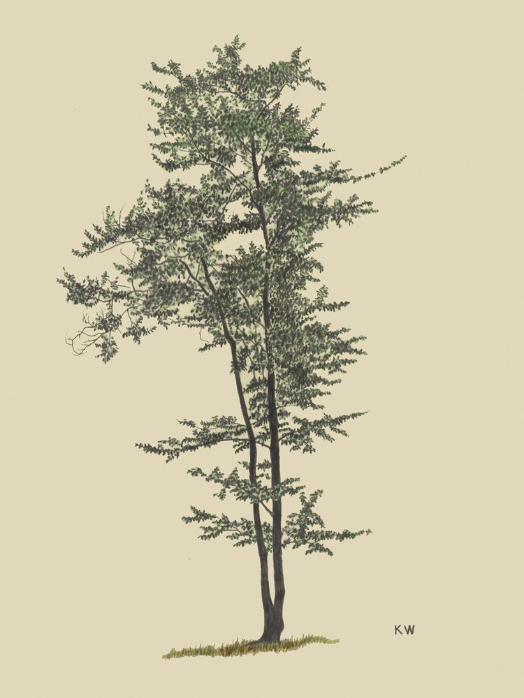 Laubbaum um 1924 von Karl Wiener