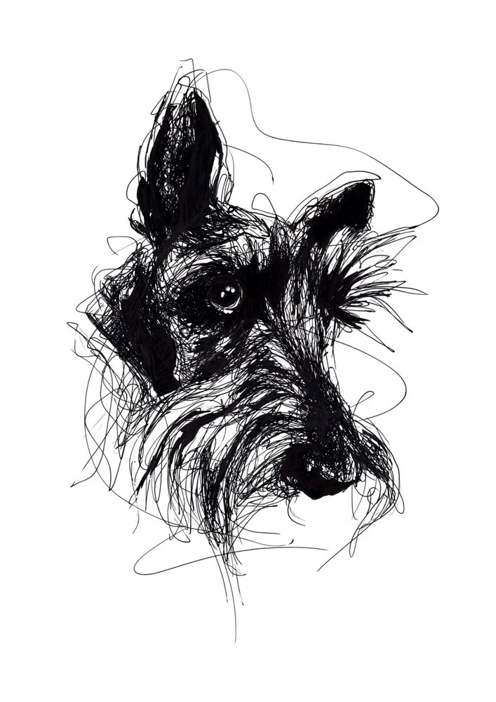 Ausdrucksstarke Skizze eines Scottish Terriers von Kiarra B