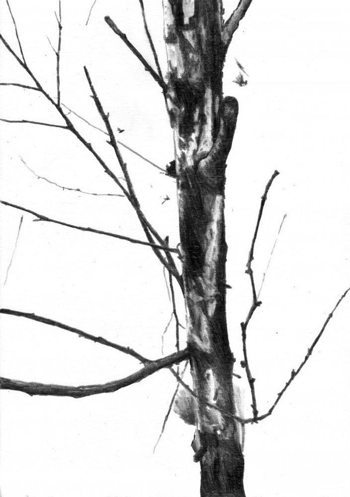 Kahler Winterbaum von Kulik