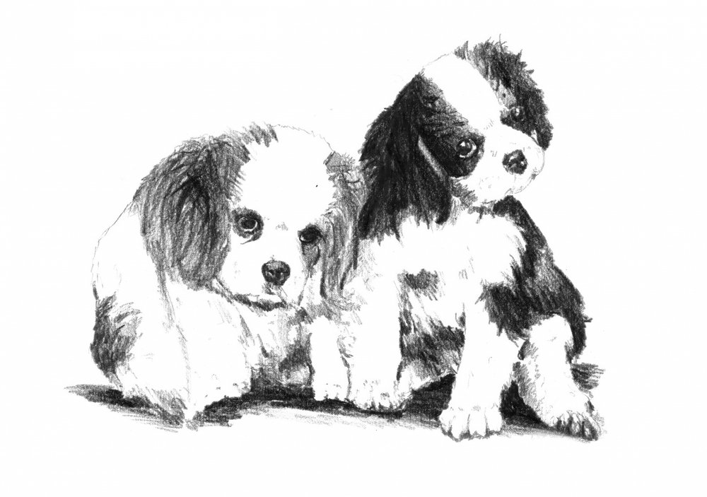 Cavalier-Welpen Gefährten von Kulik