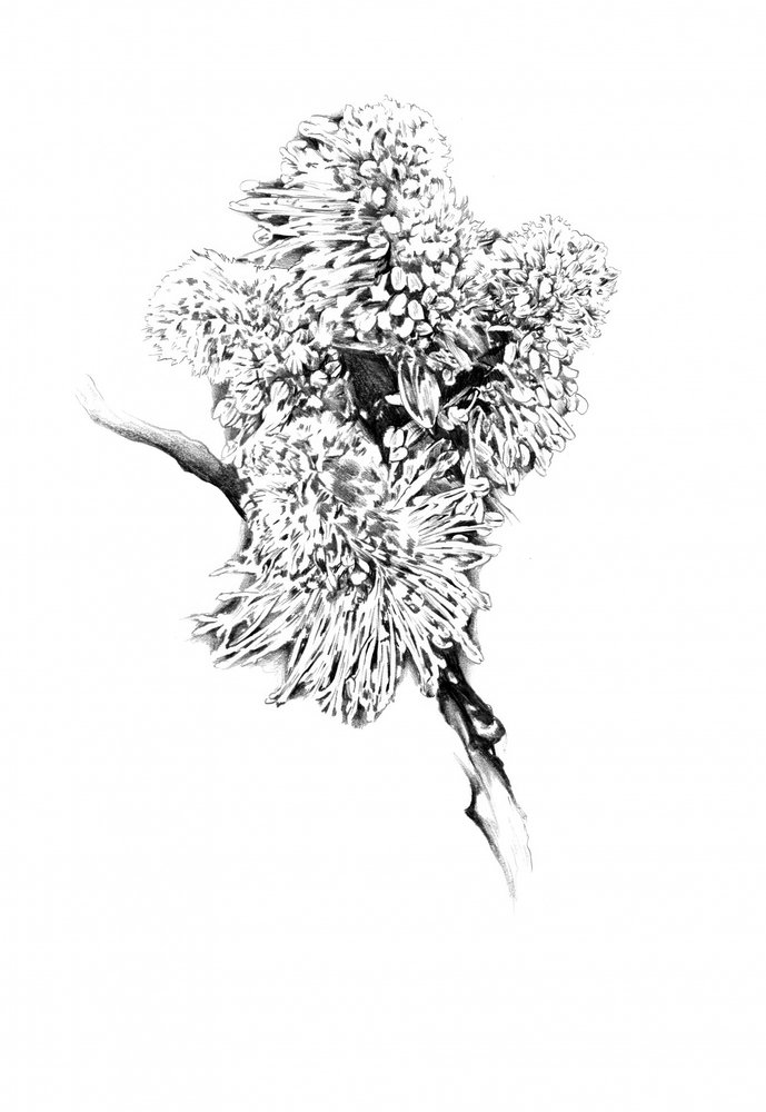Zarte botanische Zeichnung von Kulik