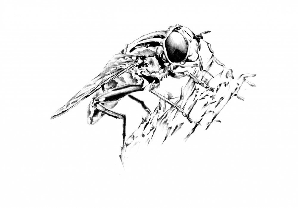 Detaillierte Fliegenzeichnung von Kulik