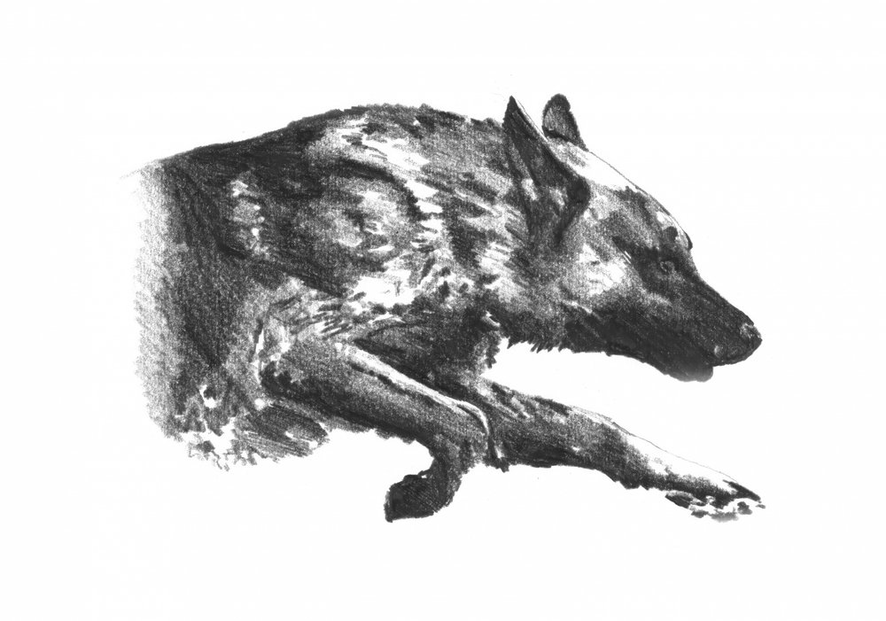 Dynamischer Wolf auf der Jagd von Kulik