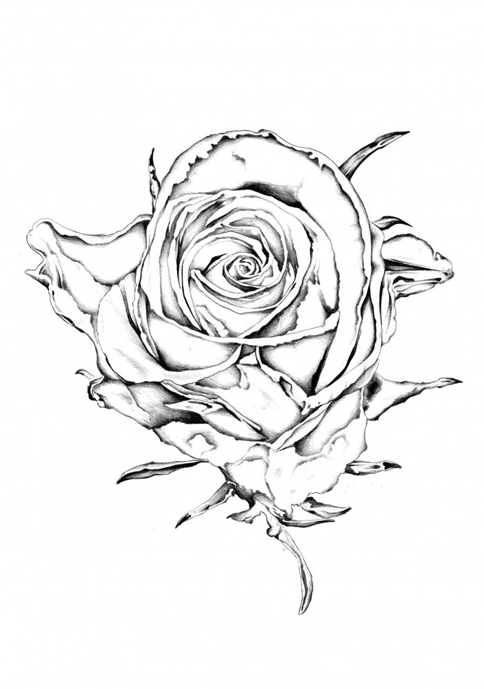 Elegante Rosenskizze von Kulik