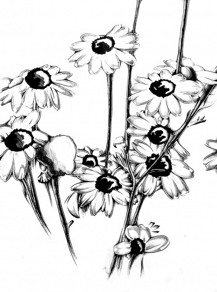 Florale Naturkunst Zeichnung Skizze 15 von Kulik