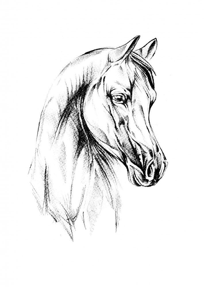Majestätisches arabisches Pferd von Kulik