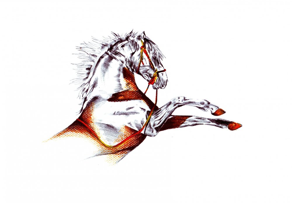 Steigendes weißes Pferd von Kulik