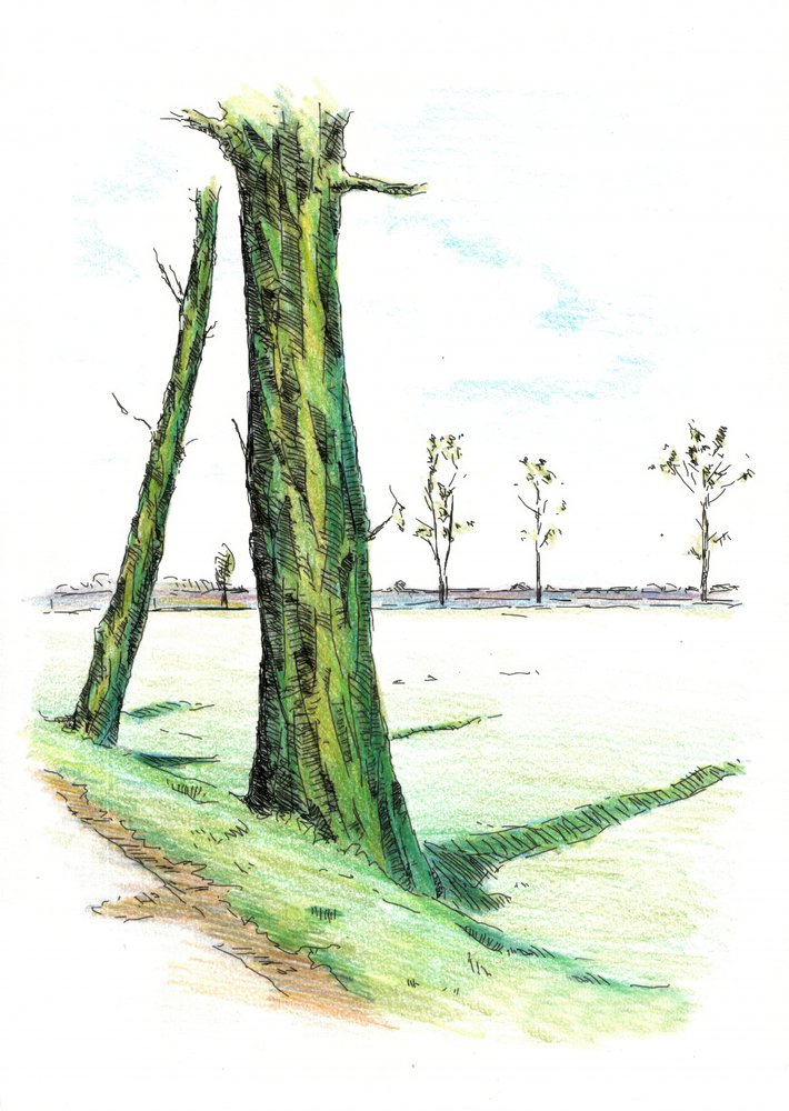 Hohe Bäume, lange Schatten von Kulik