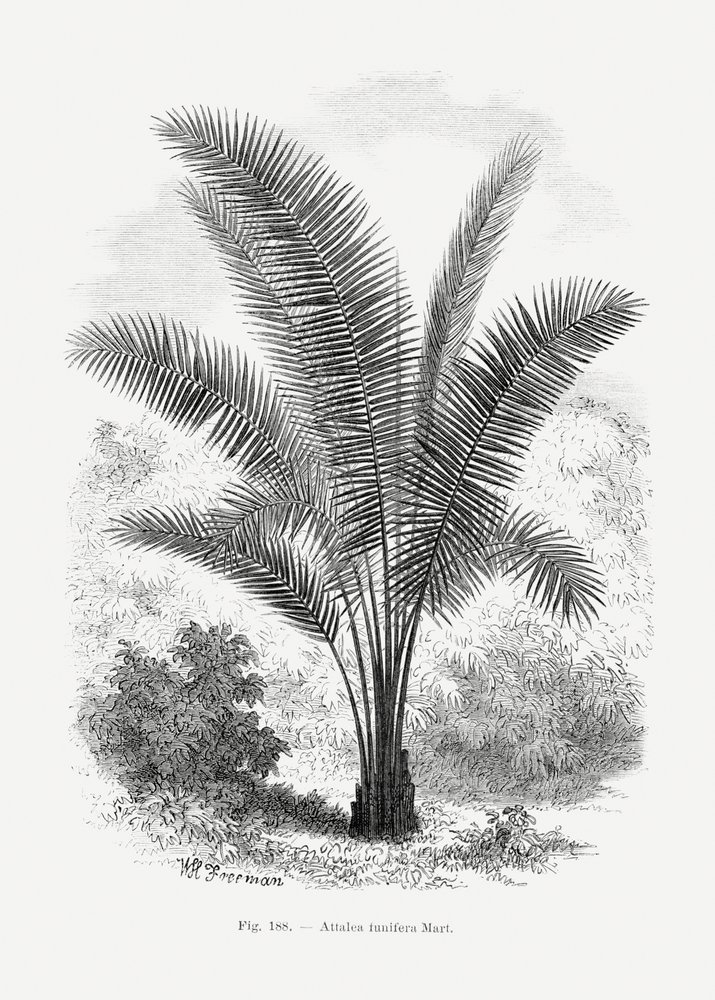Vintage Palmenzeichnung Vii von Les Palmiers Histoire Iconographique
