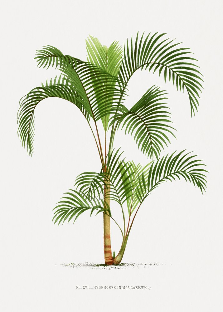 Xvi Hyophorbe I von Les Palmiers Histoire Iconographique