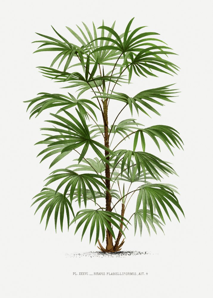 Xxxvi Rhapis F von Les Palmiers Histoire Iconographique