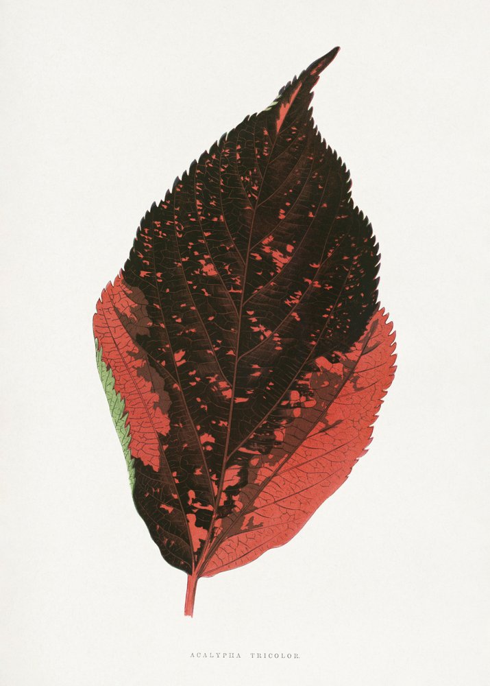 Acalypha Tricolor Blatt Illustration von Les Plantes a Feuillage Colore