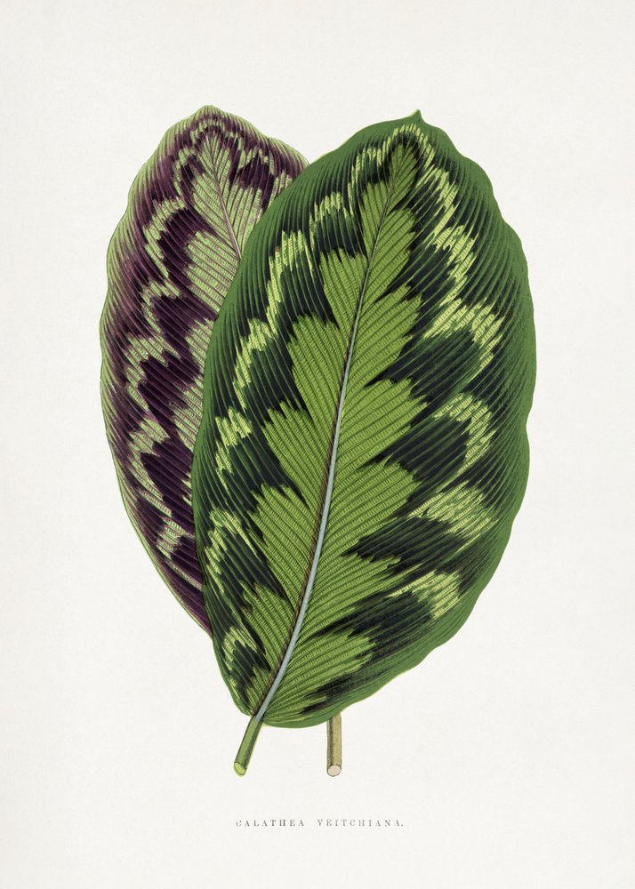 Calathea Veitchiana Blatt Illustration von Les Plantes a Feuillage Colore