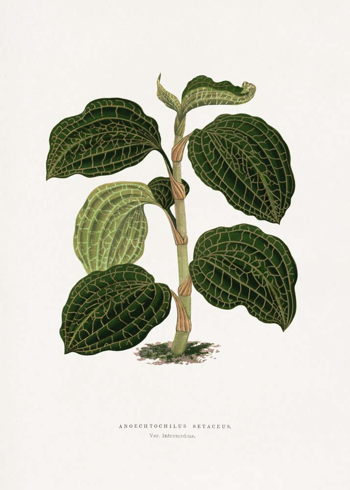 Grünes Anoechtochilus Setaceus Blatt Illustration von Les Plantes a Feuillage Colore