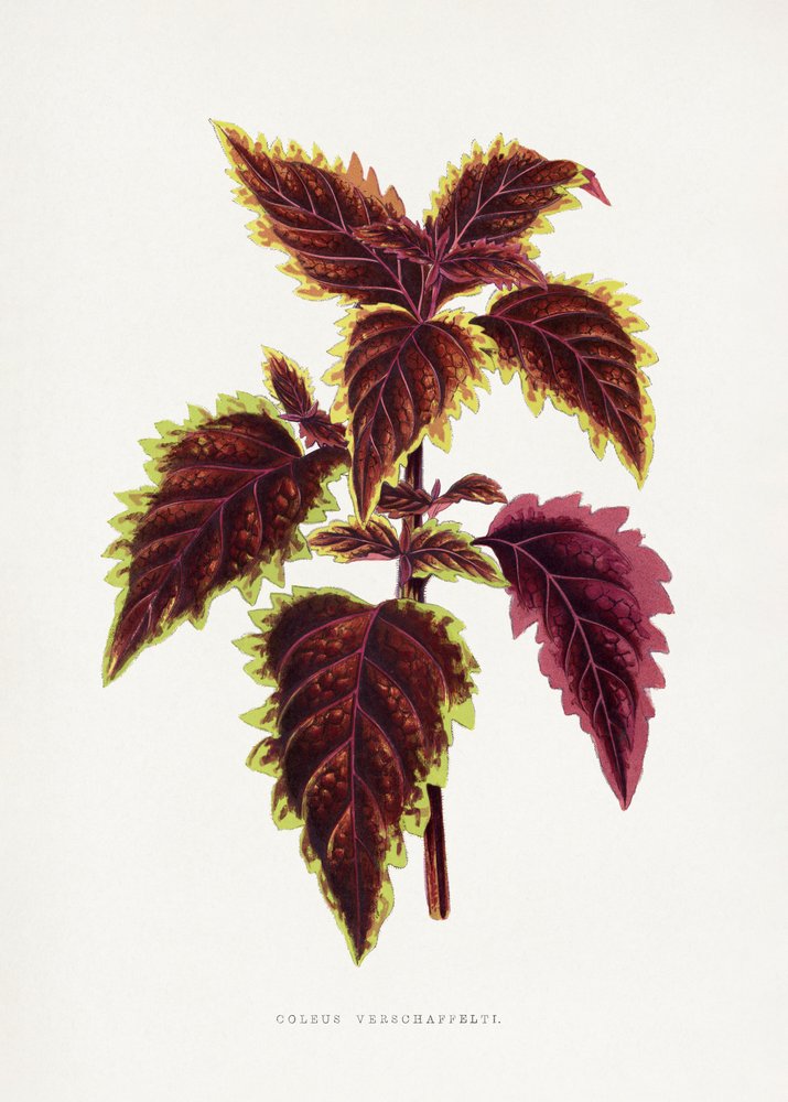 Illustration des Rosa Coleus Blattes von Les Plantes a Feuillage Colore