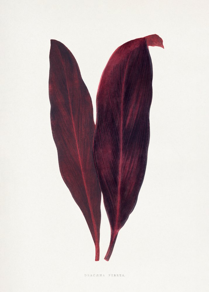 Illustration des Rosa Dracaena Ferrea Blattes von Les Plantes a Feuillage Colore