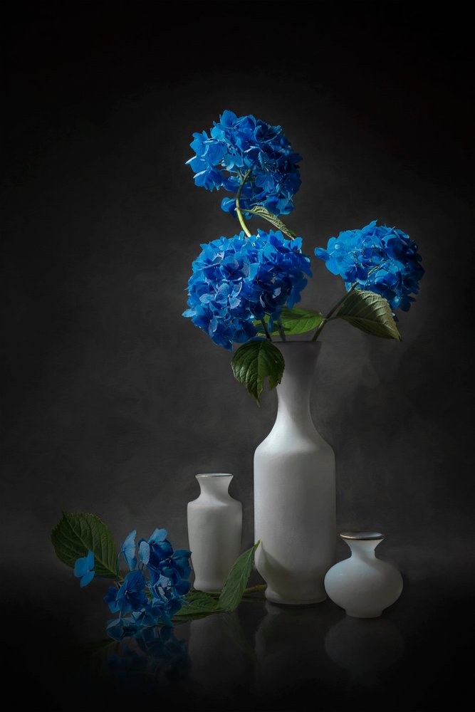 Elegante blaue Hortensien von Lydia Jacobs