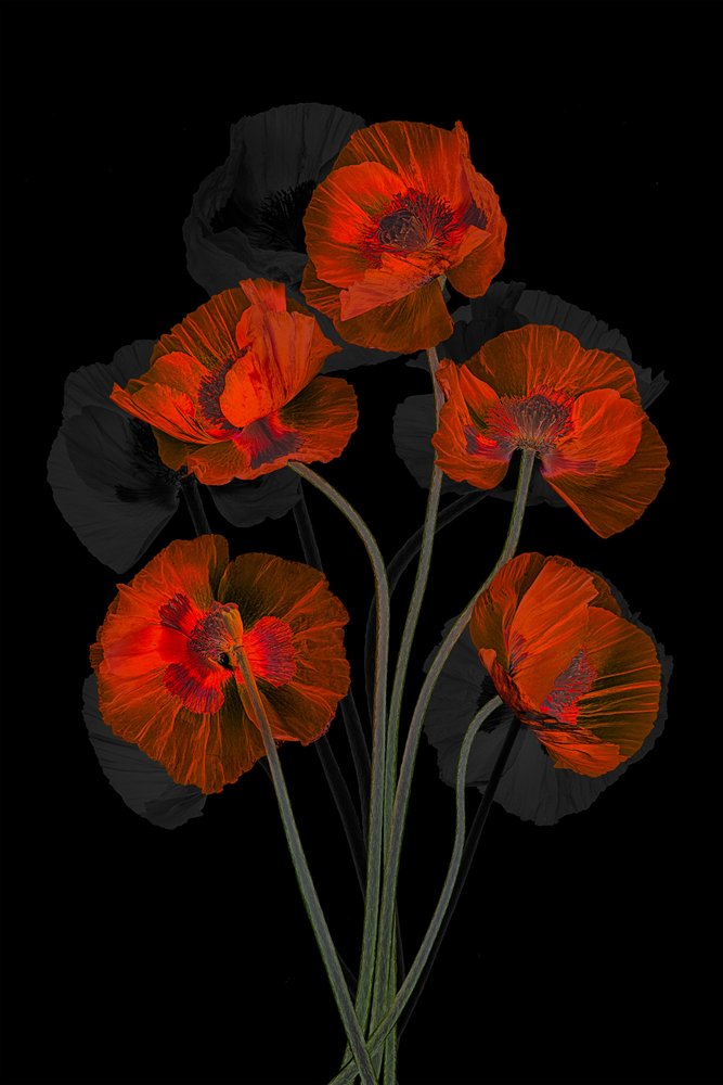 Ätherische Rote Mohnblumen von Lydia Jacobs