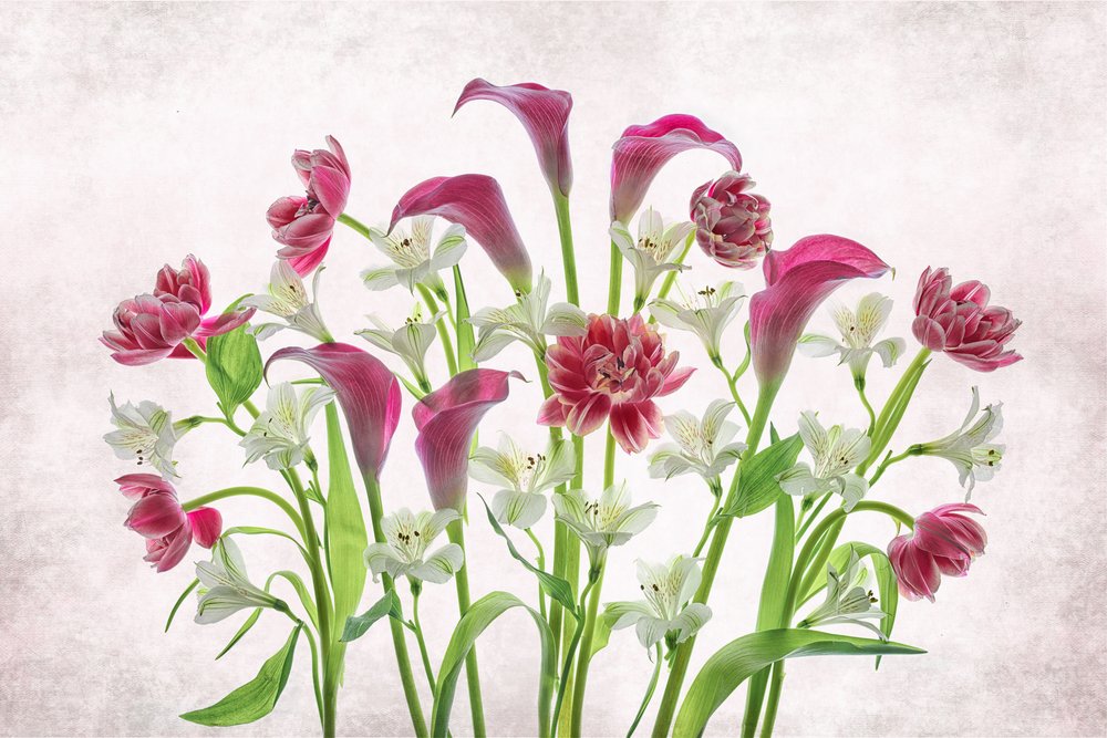 Frische Rosa und Weiße Blumen von Lydia Jacobs