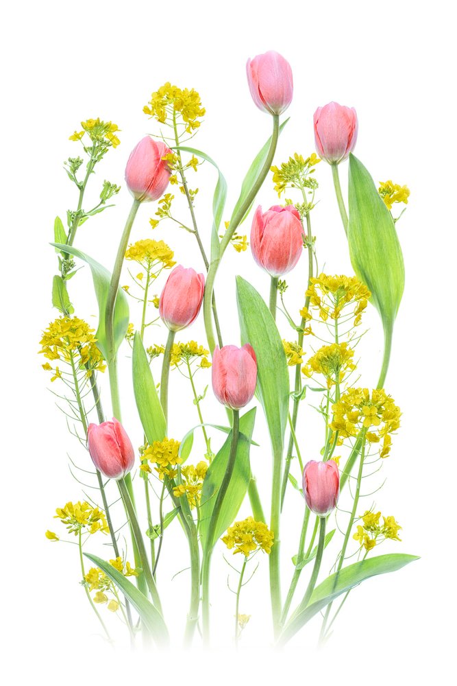 Rosa Tulpen und Gelbe Blumen von Lydia Jacobs