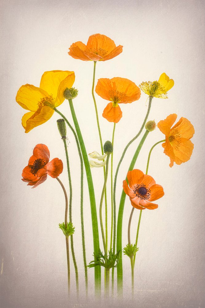 Lebhaftes Mohnblumen-Bouquet von Lydia Jacobs