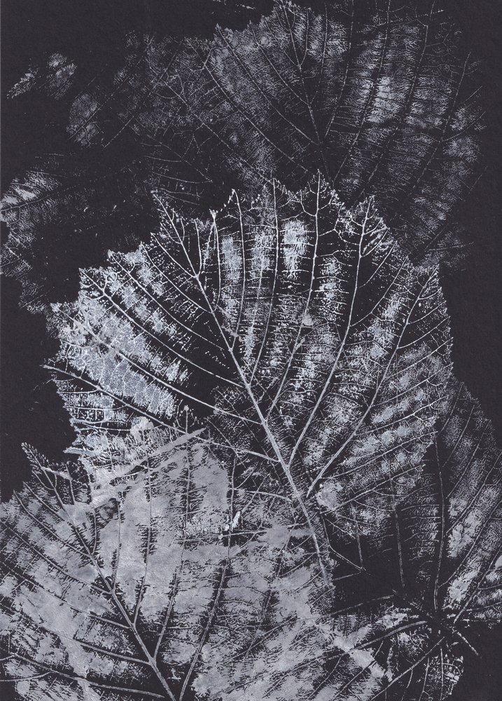 Monochrome Blattstudie von Maira Ribena